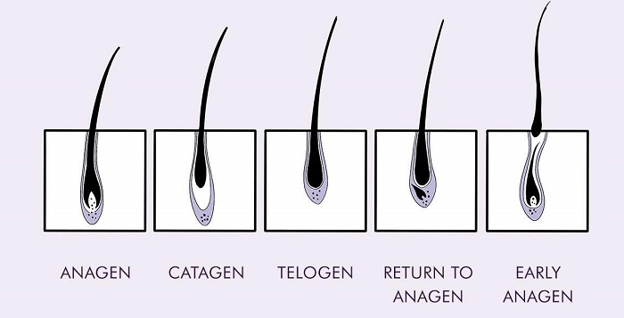 Eyelash growth cycle