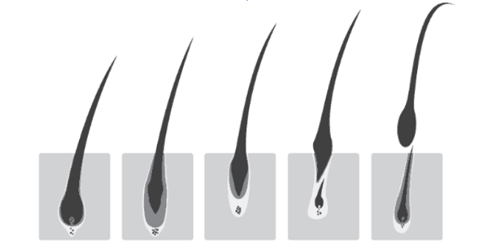 The life cycle of natural eyelashes