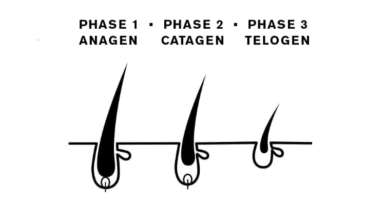 the lash cycle