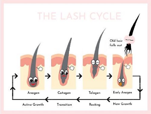 Four phases of eyelash growth cycle