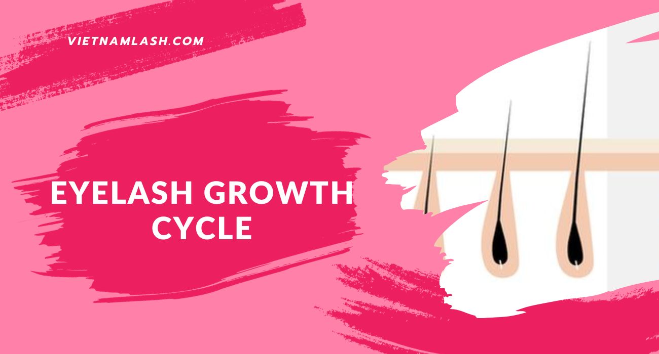 eyelash growth cycle