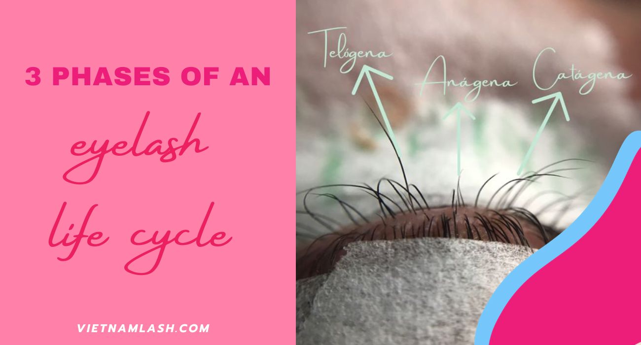 eyelash growth cycle