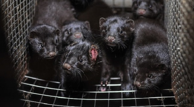 Minks raised in poor conditions for fur harvesting
